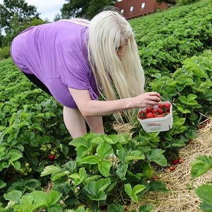 Picking strawberries with Beshine